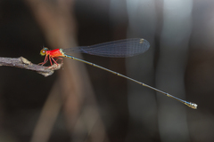 Amphicnemis gracilis