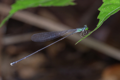 Amphicnemis gracilis