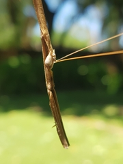 Schizomantodea