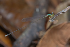 Amphicnemis gracilis