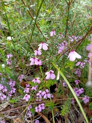 Tetratheca ericifolia