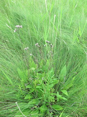 Saussurea amurensis
