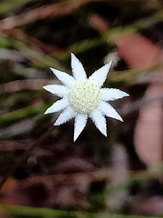 Actinotus minor