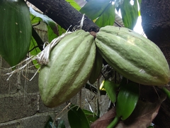 Theobroma cacao