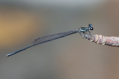 Prodasineura collaris