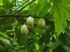 Theobroma cacao