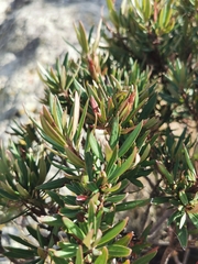 Comarostaphylis polifolia
