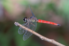 Orchithemis pulcherrima