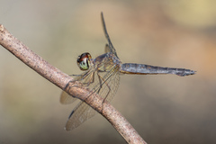 Orchithemis pulcherrima