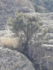 Comarostaphylis polifolia