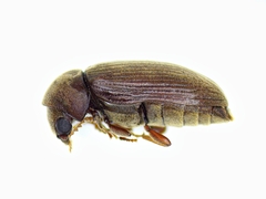 Euvrilletta harrisii