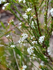 Leucopogon microphyllus