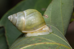 Amphidromus atricallosus