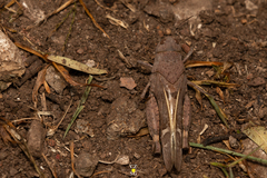 Leprus