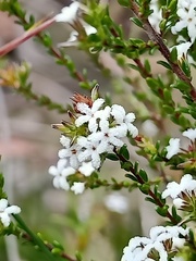 Leucopogon microphyllus