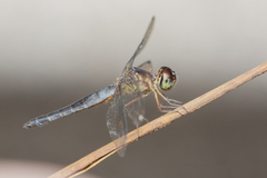 Orchithemis pulcherrima