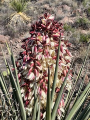 Yucca torreyi