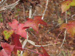 Liquidambar styraciflua