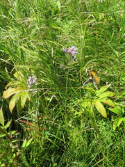 Saussurea amurensis