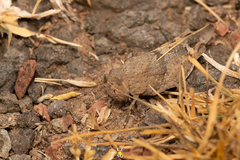 Leprus