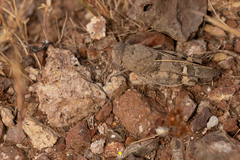 Leprus