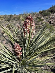 Yucca torreyi