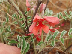 Indigofera oxytropis