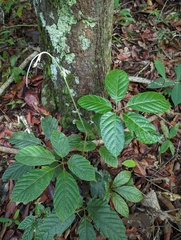 Handroanthus chrysotrichus