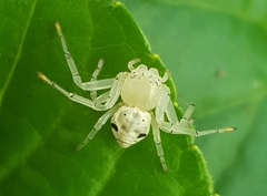 Firmicus bragantinus
