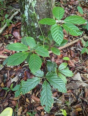 Handroanthus chrysotrichus
