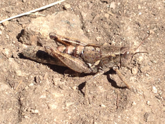 Melanoplus oregonensis