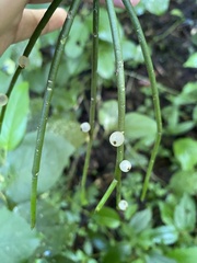 Rhipsalis baccifera