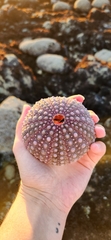 Strongylocentrotus purpuratus
