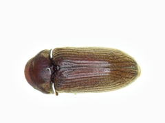 Euvrilletta harrisii