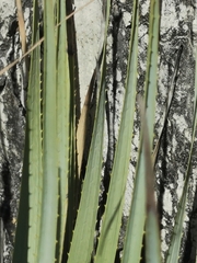 Dasylirion durangense