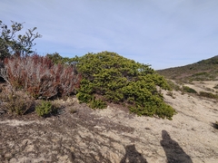 Arctostaphylos montaraensis