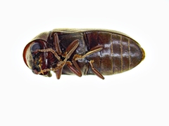 Euvrilletta harrisii