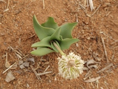 Ledebouria marginata