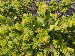 Arctostaphylos montaraensis