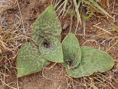 Ledebouria ovatifolia