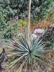 Dasylirion durangense