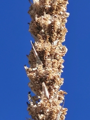 Dasylirion durangense