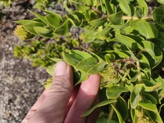 Arctostaphylos montaraensis