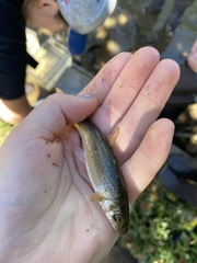 Campostoma oligolepis