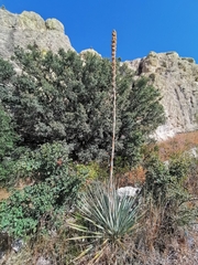 Dasylirion durangense