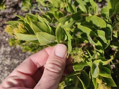 Arctostaphylos montaraensis