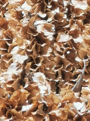 Dasylirion durangense