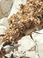 Dasylirion durangense