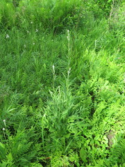 Saussurea maximowiczii