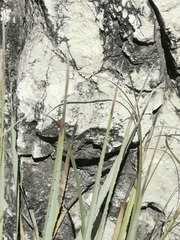 Dasylirion durangense